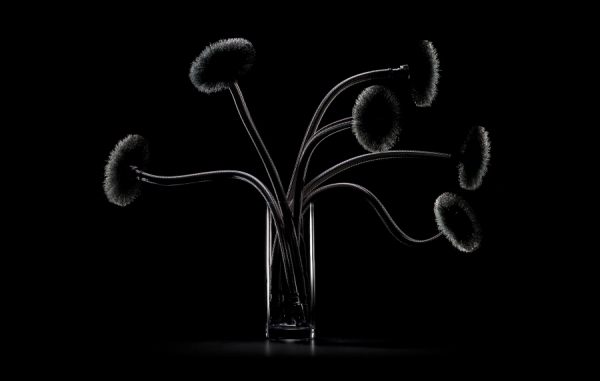 Photograph Sebastian Gray Steel Flowers on One Eyeland